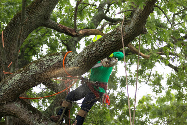 Professional Tree Care in Lake San Marcos, CA