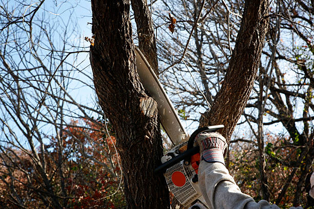 How Our Tree Care Process Works  in  Lake San Marcos, CA