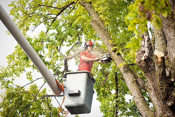 Leaf Removal in Lake San Marcos, CA